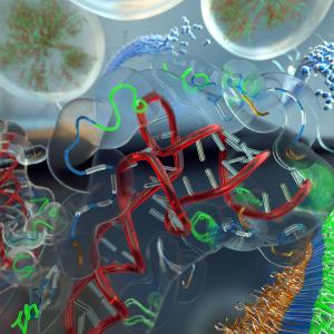 A Biophysical ‘Smoking Gun’