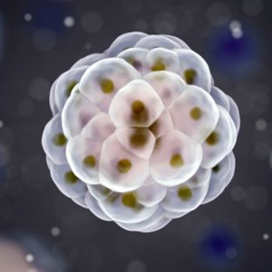dividing cell image