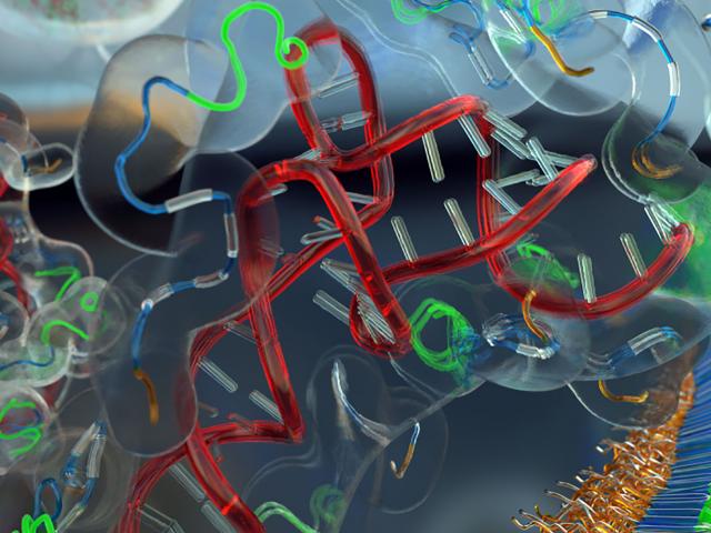 A Biophysical ‘Smoking Gun’